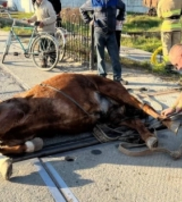 У Костополі між залізничними коліями застряг кінь
