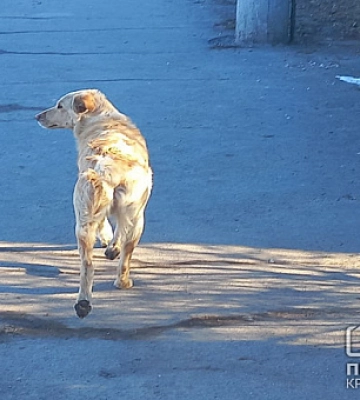 У Кривому Розі відловили 12 безпритульних собак