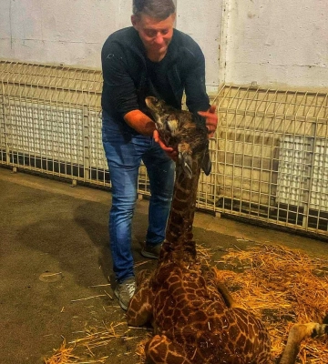 Маленький жираф родился в одесском «Биопарке» (фото, видео)
