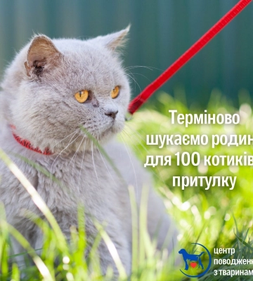 Могут замерзнуть: в Харькове коммунальщики умоляют забрать у них сотню котов