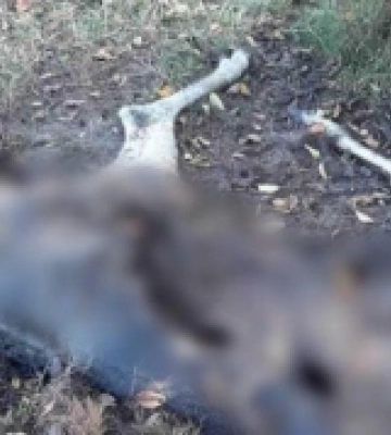 На Волині знайшли загиблого червонокнижного лося