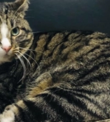 У селі під Луцьком шукають котика