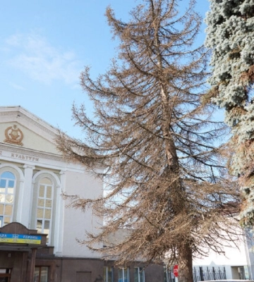 У центрі Луцька зріжуть всохлі ялини та каштан