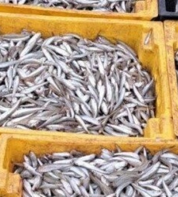 Завдав державі понад пів мільйона гривень збитків: в Одеській області судитимуть браконьєра
