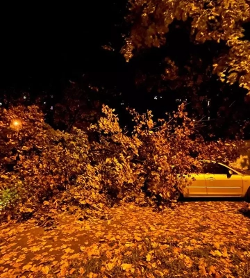 У Дніпрі дерево впало на два автомобілі 