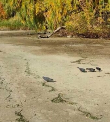 Заступник мера Дніпра пояснив, чому знизився рівень води у річці