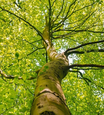 Петиція про заборону кронування дерев у Києві під час сезону тиші не набрала необхідних голосів