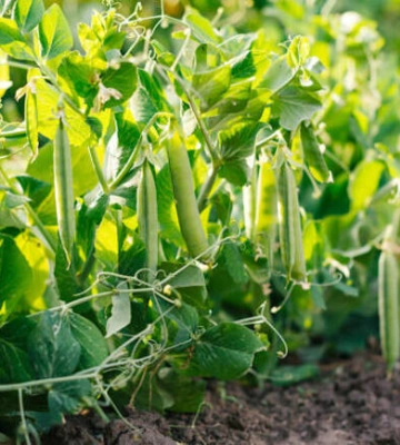 Де цими вихідними у Києві пройдуть продуктові ярмарки. Адреси