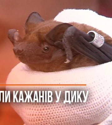 У Рівненському зоопарку випустили понад 230 врятованих кажанів у дику природу