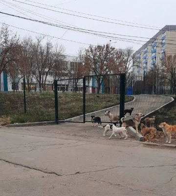 Бездомные собаки нападают на мариупольцев
