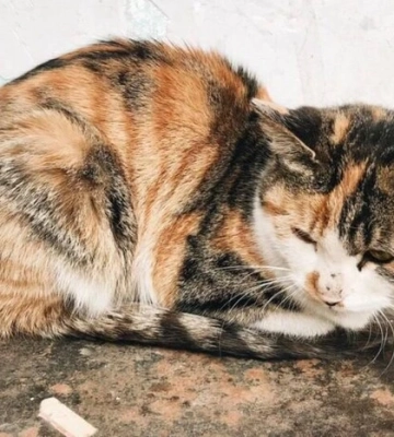 На Київщині зафіксовано випадок сказу у безпритульного кота На Київщині зафіксовано випадок сказу у безпритульного кота