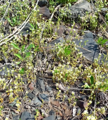 Чудо природи: у мертвій зоні Дніпропетровщини з’явилося життя