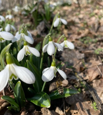 У Холодному Яру відцвіли підсніжники (ФОТО)