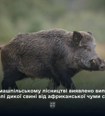 Африканська чума свиней у дикій фауні: виявили новий випадок на Вінниччині