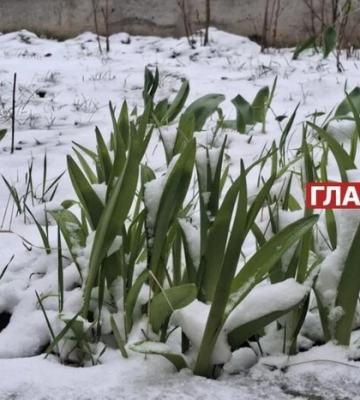 В Україну прийшли весняні заморозки: як це вплине на врожай