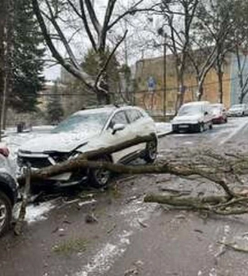 Повалені дерева та пошкоджені авто: наслідки негоди у Львові (ФОТО)