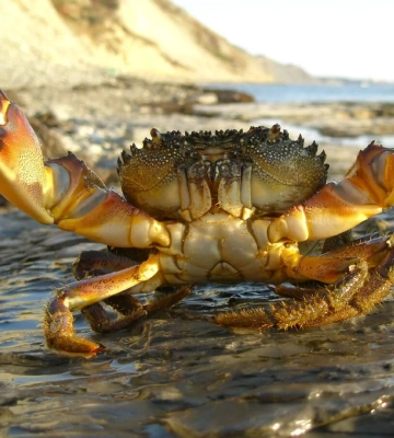 В Азовському морі фіксують масовий мор риби і крабів – ЦПД