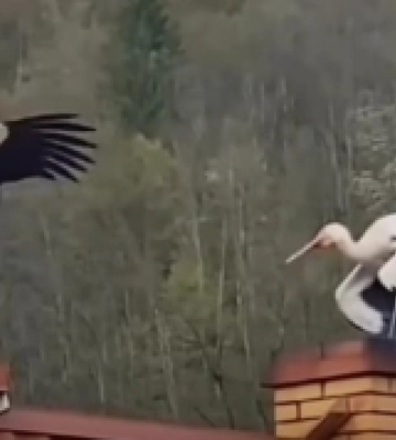 На Свалявщині лелека грівся на димоході: відео облетіло всю Україну