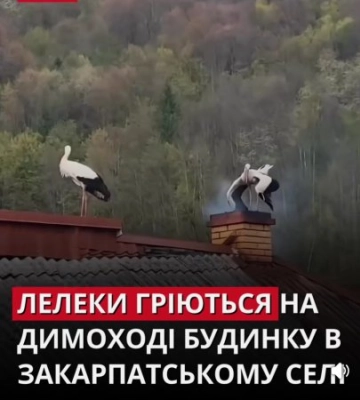 «Гріються, бо холодно»: на Закарпатті лелеки облюбували димохід приватного будинку