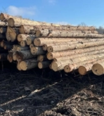 П'ятеро «чорних лісорубів» на Рахівщині незаконно вирубали дерев на понад 35 мільйонів гривень