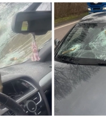 На авто лучанки на швидкості впало дерево і проштрикнуло «лобовуху»: моторошні деталі (фото, відео)