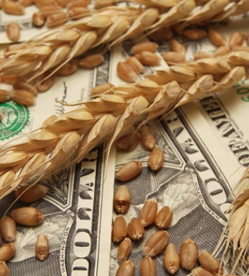 USDA покращило прогноз експорту пшениці з України
