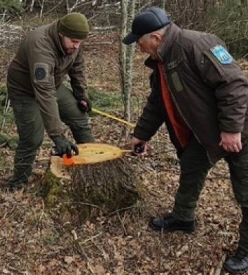 Замість лісу – понад 300 пнів: на Волині виявили незаконну вирубку 