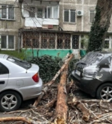 Сильний вітер повалив в Одесі більше 30 дерев