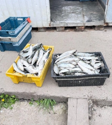 Незаконно ловили дунайку у промислових кількостях: у Вилковому затримали рибалок з уловом Незаконно ловили дунайку у промислових кількостях: у Вилковому затримали рибалок з уловом