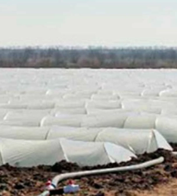 Чи вплинули заморозки у Херсонській області на врожай ранніх овочів
