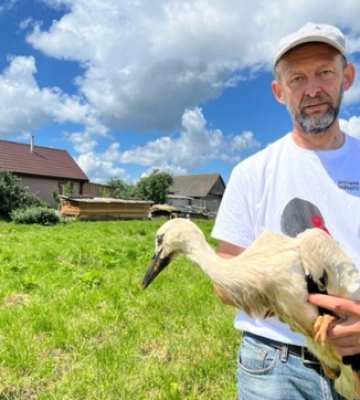 Зник з радарів ще у грудні: чому лелека Світязь не повернувся на Волинь із Африки