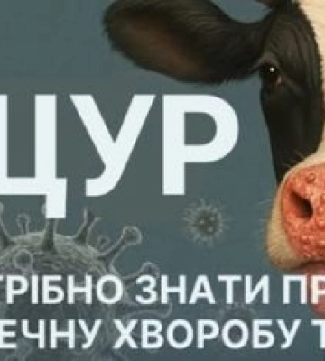 Через спалах ящуру у Словаччині та Угорщині на Закарпатті посилили ветеринарний контроль