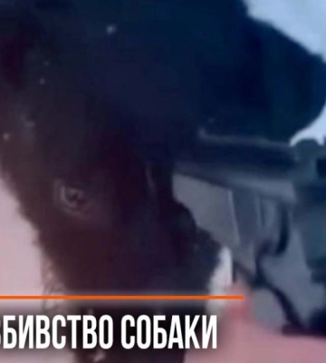 На Рівненщині чоловік вистрелив собаці в голову: зоозахисники вимагають покарання для кривдника (ВІДЕО)