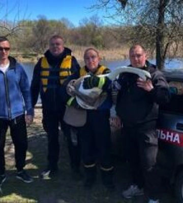 На озері в Горішніх Плавнях врятували лебедя з травмованим крилом і гачком у дзьобі