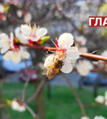 В Україні сонячно та тепло: прогноз погоди на 17 квітня