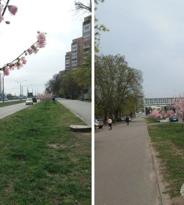 У Харкові зацвіли сакури, висаджені під обстрілами навесні 2022-го 