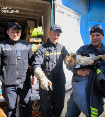 У місті Кілія рятувальники визволили песика, що застряг між контейнерами на ринку