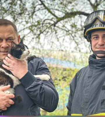 У Чернівцях надзвичайники врятували кота, який заліз на газову трубу багатоповерхівки