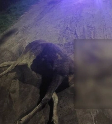 У Львові автомобіль на смерть збив лося. Як відреагували в Ратуші