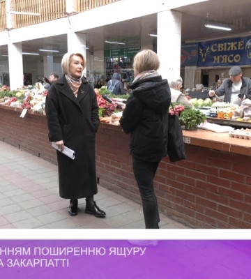 Над запобіганням поширення ящуру працюють на Закарпатті (відео)