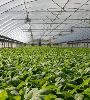 На Черкащині аграрії отримають18 млн грн на будівництво теплиць