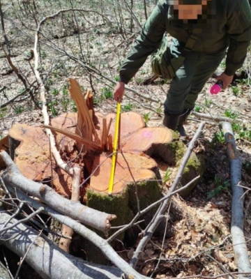 За фактом знищення на Закарпатті пралісів під дорогу для вітропарку Єфімова-Мкртчана розпочато кримінальне провадження - Офіс&amp;hellip;