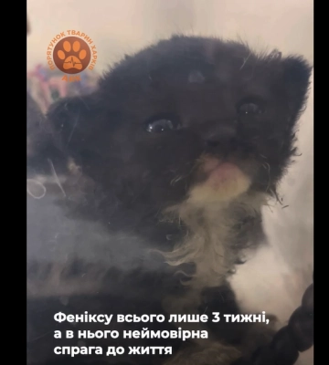Маленькое чудо спасли из-под завалов после обстрела Харькова (видео)