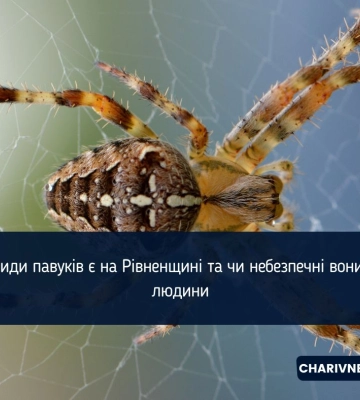 Які види павуків є на Рівненщині та чи небезпечні вони для людини