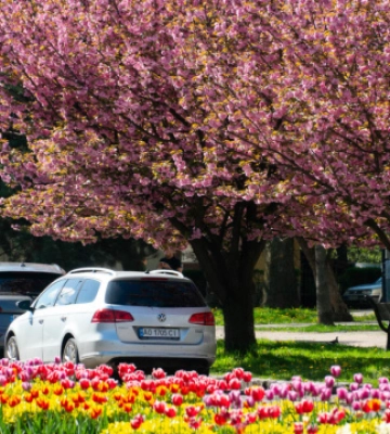 В Ужгороді - пік цвітіння сакур