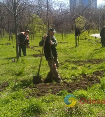 Одеса: у парках Перемоги та Шевченка висадили молоді дерева