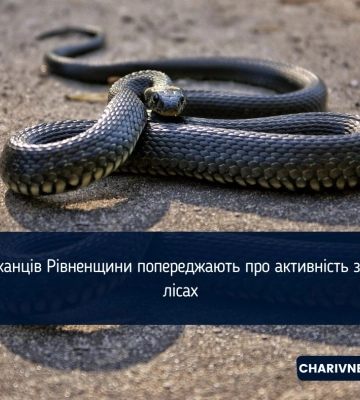 Обережно: на Рівненщині прокинулися змії