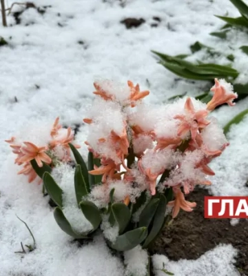 Квітень дивує: четвертий день поспіль Україну засипає снігом 
