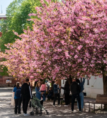 В Ужгороді почався пік цвітіння сакур: чарівні фото