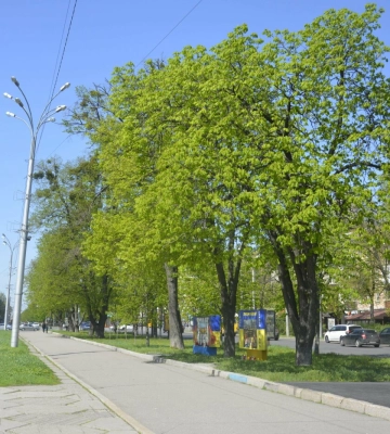 Полтава у цвіті: як весна розфарбовує місто